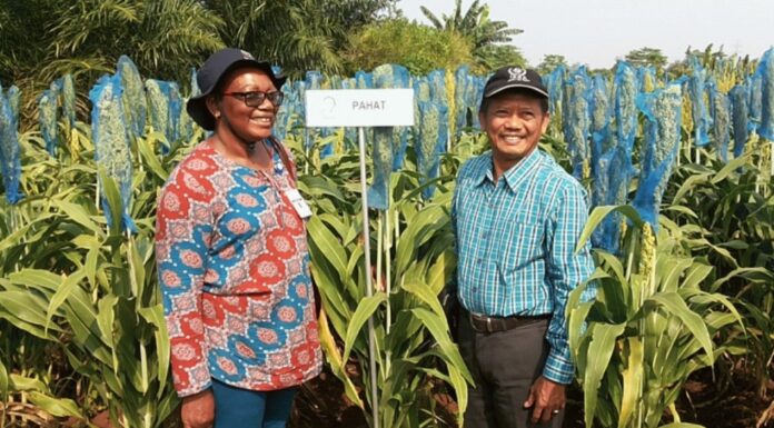 Pemuliaan Mutasi Sorgum untuk Kesejahteraan Masyarakat Sorgum varietas Pahat lebih terkenal di Afrika ketimbang di Indonesia.