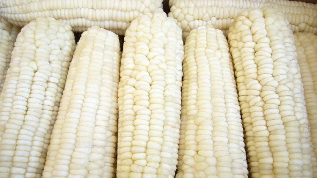 Pati jagung ketan dan pati termodifikasi banyak dimanfaatkan karena sifat-sifatnya yang khas (viskositas, stabilitas panas, dan pH).