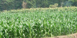 Enam Cara Pengelompokan Jenis Jagung Jagung dapat digunakan sebagai bahan pangan, bahan baku industri pakan, industri olahan, dan bahan tanaman (benih).