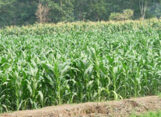 Enam Cara Pengelompokan Jenis Jagung Jagung dapat digunakan sebagai bahan pangan, bahan baku industri pakan, industri olahan, dan bahan tanaman (benih).
