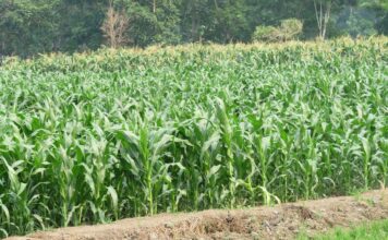 Enam Cara Pengelompokan Jenis Jagung Jagung dapat digunakan sebagai bahan pangan, bahan baku industri pakan, industri olahan, dan bahan tanaman (benih).