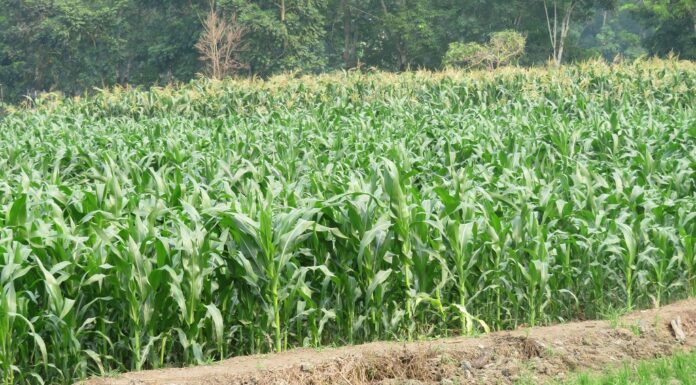 Enam Cara Pengelompokan Jenis Jagung Jagung dapat digunakan sebagai bahan pangan, bahan baku industri pakan, industri olahan, dan bahan tanaman (benih).