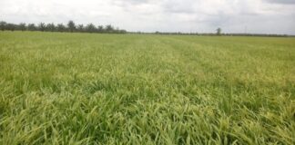 Mengenal Fase Vegetatif, Reproduktif, dan Pemasakan Padi Padi hibrida Suppadi 89 kokoh dan tahan rebah.