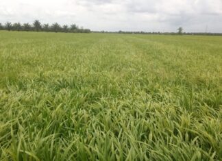 Mengenal Fase Vegetatif, Reproduktif, dan Pemasakan Padi Padi hibrida Suppadi 89 kokoh dan tahan rebah.