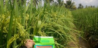 Padi Hibrida Suppadi 89 Super Produktif di Lahan Rawa Pasang Surut Padi hibrida Suppadi 89 tahan tumbuh di lahan kurang subur atau yang berpirit seperti di lahan rawa pasang surut.