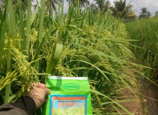 Padi Hibrida Suppadi 89 Super Produktif di Lahan Rawa Pasang Surut Padi hibrida Suppadi 89 tahan tumbuh di lahan kurang subur atau yang berpirit seperti di lahan rawa pasang surut.