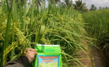 Padi Hibrida Suppadi 89 Super Produktif di Lahan Rawa Pasang Surut Padi hibrida Suppadi 89 tahan tumbuh di lahan kurang subur atau yang berpirit seperti di lahan rawa pasang surut.