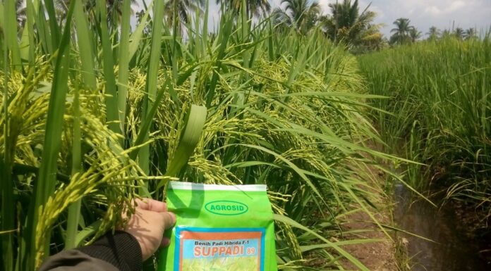 Padi Hibrida Suppadi 89 Super Produktif di Lahan Rawa Pasang Surut Padi hibrida Suppadi 89 tahan tumbuh di lahan kurang subur atau yang berpirit seperti di lahan rawa pasang surut.