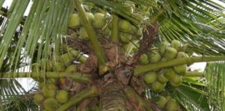 Peluang Bisnis Kelapa Pandan Wangi Thailand Beromzet Rp 1,296 Miliar/Ha/Tahun Tingkat kemanisan air kelapa Pandan Wangi Thailand sekitar 5 – 7,5 brix dan aroma pandannya lemah sampai sedang.