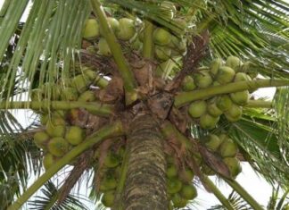 Peluang Bisnis Kelapa Pandan Wangi Thailand Beromzet Rp 1,296 Miliar/Ha/Tahun Tingkat kemanisan air kelapa Pandan Wangi Thailand sekitar 5 – 7,5 brix dan aroma pandannya lemah sampai sedang.