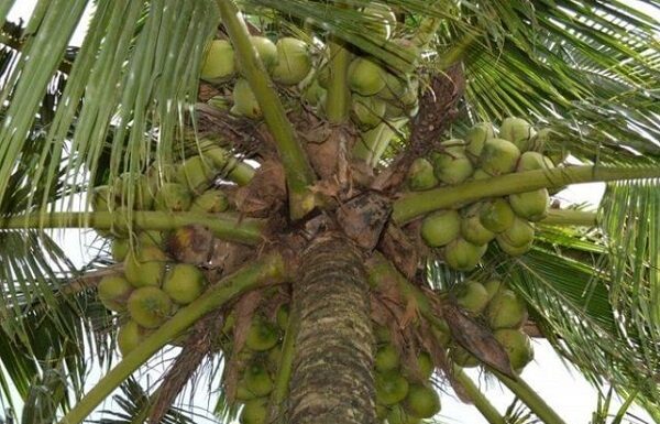 Peluang Bisnis Kelapa Pandan Wangi Thailand Beromzet Rp 1,296 Miliar/Ha/Tahun Tingkat kemanisan air kelapa Pandan Wangi Thailand sekitar 5 – 7,5 brix dan aroma pandannya lemah sampai sedang.