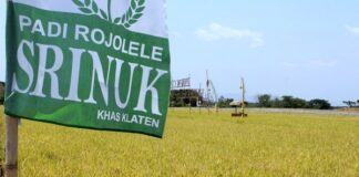 Potensi Hasil Rojolele Srinuk dan Srinar Padi Unggulan Baru Kabupaten Klaten Buah Penelitian Batan 9,75 Ton GKG/Ha Padi Rojolele Srinuk dan Rojolele Srinar merupakan hasil kerjasama penelitian Batan dan Kabupaten Klaten, Jawa Tengah.