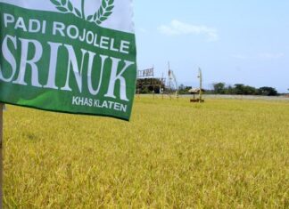 Potensi Hasil Rojolele Srinuk dan Srinar Padi Unggulan Baru Kabupaten Klaten Buah Penelitian Batan 9,75 Ton GKG/Ha Padi Rojolele Srinuk dan Rojolele Srinar merupakan hasil kerjasama penelitian Batan dan Kabupaten Klaten, Jawa Tengah.
