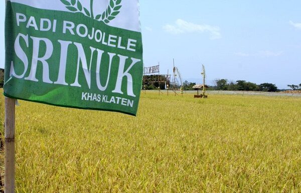Potensi Hasil Rojolele Srinuk dan Srinar Padi Unggulan Baru Kabupaten Klaten Buah Penelitian Batan 9,75 Ton GKG/Ha Padi Rojolele Srinuk dan Rojolele Srinar merupakan hasil kerjasama penelitian Batan dan Kabupaten Klaten, Jawa Tengah.