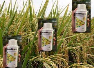 Cara Penggunaan Boom Flower agar Hasil Panen Padi Meningkat 23% Boom Flower dapat meningkatkan penyerapan unsur hara dan mengefisienkan pemakaian unsur hara.