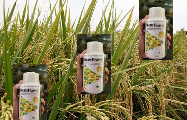 Cara Penggunaan Boom Flower agar Hasil Panen Padi Meningkat 23% Boom Flower dapat meningkatkan penyerapan unsur hara dan mengefisienkan pemakaian unsur hara.