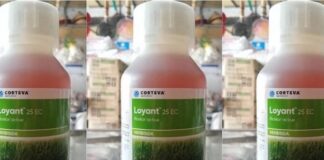 Cara Penggunaan Herbisida Loyant™ 25 EC agar Gulma Padi Sawah Cepat Mati Herbisida Loyant™ 25 EC berbahan aktif Rinskor™ Active.