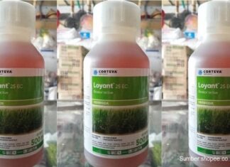 Cara Penggunaan Herbisida Loyant™ 25 EC agar Gulma Padi Sawah Cepat Mati Herbisida Loyant™ 25 EC berbahan aktif Rinskor™ Active.