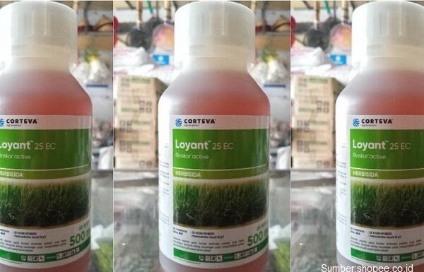 Cara Penggunaan Herbisida Loyant™ 25 EC agar Gulma Padi Sawah Cepat Mati Herbisida Loyant™ 25 EC berbahan aktif Rinskor™ Active.