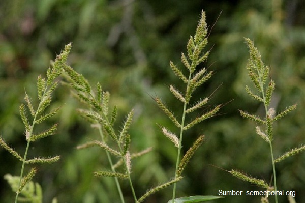 Gulma golongan rumputan akan mati 1 – 3 hari setelah penyemprotan dengan herbisida Novlect™ 120 EC.