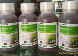 Cara Penggunaan Herbisida Novlect™ 120 EC agar Gulma Padi Tabela Cepat Mati Herbisida Novlect™ 120 EC merupakan racun yang ampuh mematikan gulma padi tabela (tabur benih langsung).