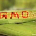 Membangun Persepsi Positif Publik terhadap Tanaman Biotek di Indonesia Melalui YouTube Menurut Graham Brookes dari PG Economic Ltd., Inggris, manfaat tambahan penghasilan petani 3 – 4 kali dari setiap tambahan investasi dengan menanam benih transgenik.