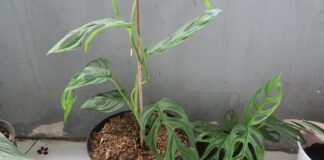 Racun Tanaman Hias Janda Bolong Membahayakan Anak-anak Racun kristal kalsium oksalat pada tanaman hias Monstera atau janda bolong dapat membahayakan anak-anak dan hewan kesayangan.