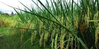 Benih Padi Hibrida Sembada 188 Digemari Petani Brunei Darussalam Rata-rata potensi hasil padi hibrida Sembada 188 sekitar 13 ton gabah kering giling (GKG) per hektar.