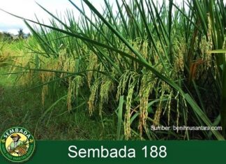 Benih Padi Hibrida Sembada 188 Digemari Petani Brunei Darussalam Rata-rata potensi hasil padi hibrida Sembada 188 sekitar 13 ton gabah kering giling (GKG) per hektar.