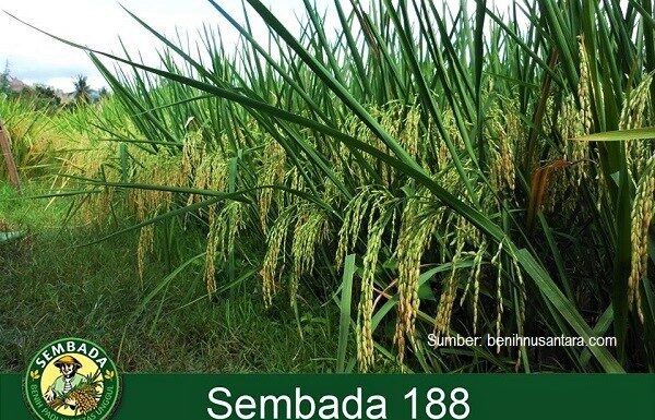 Benih Padi Hibrida Sembada 188 Digemari Petani Brunei Darussalam Rata-rata potensi hasil padi hibrida Sembada 188 sekitar 13 ton gabah kering giling (GKG) per hektar.