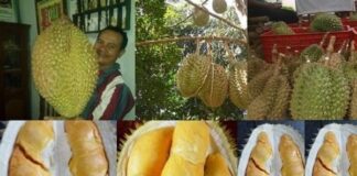Daging Buah Durian Bhinneka Bawor Sarno Kemranjen Tebal dengan Rasa Legit Daging buah durian Bhinneka Bawor tebal, berwarna oranye, bijinya kecil , dan kulit buanya tipis.