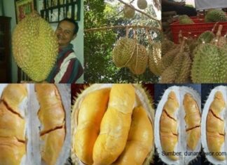Daging Buah Durian Bhinneka Bawor Sarno Kemranjen Tebal dengan Rasa Legit Daging buah durian Bhinneka Bawor tebal, berwarna oranye, bijinya kecil , dan kulit buanya tipis.