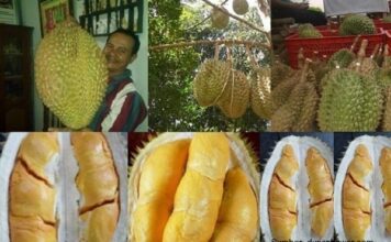 Daging Buah Durian Bhinneka Bawor Sarno Kemranjen Tebal dengan Rasa Legit Daging buah durian Bhinneka Bawor tebal, berwarna oranye, bijinya kecil , dan kulit buanya tipis.