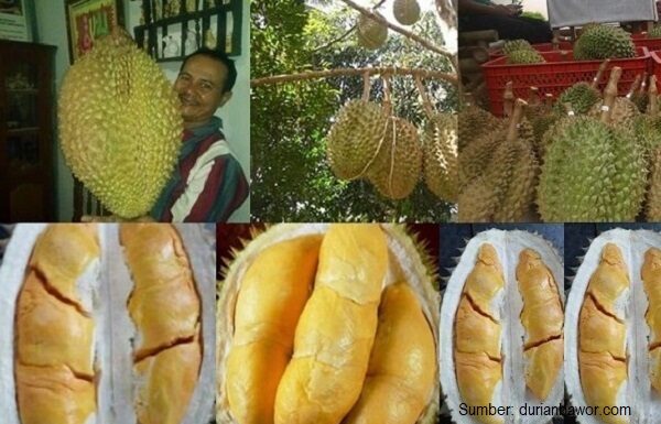 Daging Buah Durian Bhinneka Bawor Sarno Kemranjen Tebal dengan Rasa Legit Daging buah durian Bhinneka Bawor tebal, berwarna oranye, bijinya kecil , dan kulit buanya tipis.