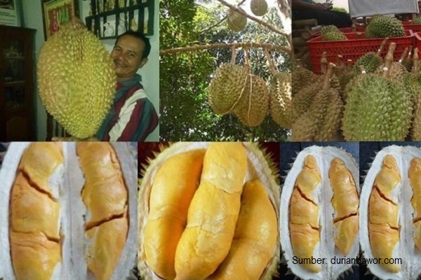 Daging buah durian Bhinneka Bawor tebal, berwarna oranye, bijinya kecil , dan kulit buanya tipis.
