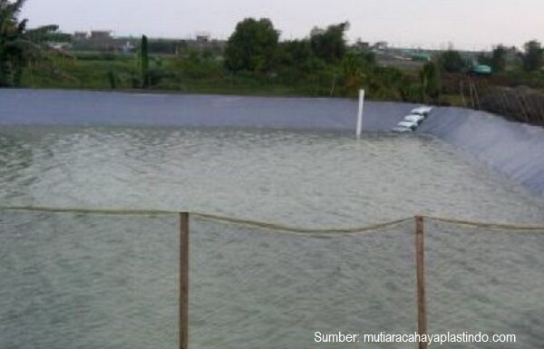 7 Keunggulan Geomembrane HDPE sebagai Pelapis Tambak Udang Vaname Plastik geomembrane mengurangi risiko penyakit dan perkembangbiakan bakteri pada tambak udang HDPE.
