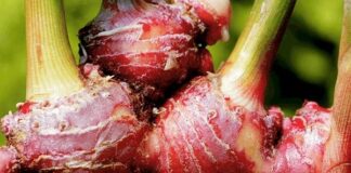 Jahe Merah Dapat Menjadi Andalan Masyarakat Meningkatkan Daya Tahan Tubuh Rimpang jahe merah sudah biasa digunakan sebagai bumbu masak dan bahan baku obat herbal tradisional.