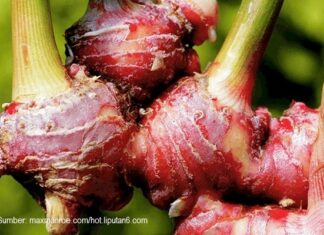 Jahe Merah Dapat Menjadi Andalan Masyarakat Meningkatkan Daya Tahan Tubuh Rimpang jahe merah sudah biasa digunakan sebagai bumbu masak dan bahan baku obat herbal tradisional.
