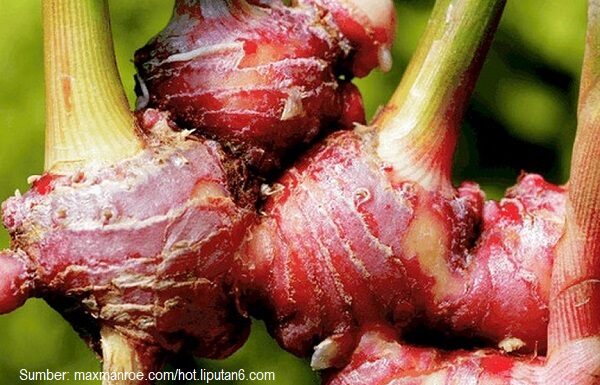 Jahe Merah Dapat Menjadi Andalan Masyarakat Meningkatkan Daya Tahan Tubuh Rimpang jahe merah sudah biasa digunakan sebagai bumbu masak dan bahan baku obat herbal tradisional.