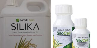 8 Manfaat Pupuk Silika untuk Tanaman Padi Pupuk silika bermanfaat mempertebal dinding sel pada batang dan bulir padi sehingga tanaman padi tahan hama dan penyakit.