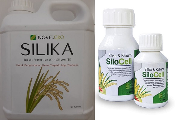 Pupuk silika bermanfaat mempertebal dinding sel pada batang dan bulir padi sehingga tanaman padi tahan hama dan penyakit.
