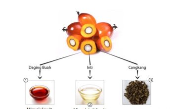 Minyak Sawit Pemicu Kanker Itu Mitos Lo, Bukan Fakta Kandungan vitamin A dan vitamin E minyak sawit dapat berperan sebagai antioksidan untuk mengatasi radikal bebas, penyebab kanker.
