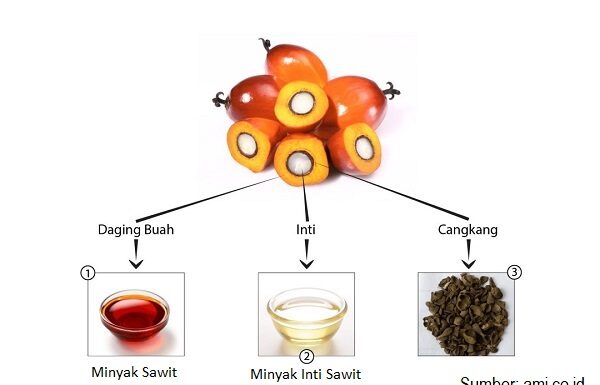 Minyak Sawit Pemicu Kanker Itu Mitos Lo, Bukan Fakta Kandungan vitamin A dan vitamin E minyak sawit dapat berperan sebagai antioksidan untuk mengatasi radikal bebas, penyebab kanker.