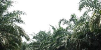 Wujudkan dan Terapkan SNI ISPO, Petani Sawit Sejahtera Berkelanjutan Tujuan penerapan ISPO adalah memelihara lingkungan, meningkatkan kegiatan ekonomi dan sosial, serta menegakkan peraturan perundang-undangan yang terkait perkebunan kelapa sawit.