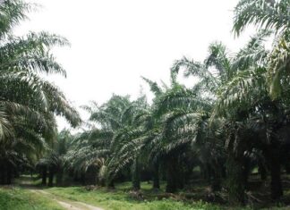 Wujudkan dan Terapkan SNI ISPO, Petani Sawit Sejahtera Berkelanjutan Tujuan penerapan ISPO adalah memelihara lingkungan, meningkatkan kegiatan ekonomi dan sosial, serta menegakkan peraturan perundang-undangan yang terkait perkebunan kelapa sawit.