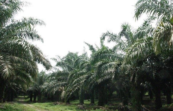 Wujudkan dan Terapkan SNI ISPO, Petani Sawit Sejahtera Berkelanjutan Tujuan penerapan ISPO adalah memelihara lingkungan, meningkatkan kegiatan ekonomi dan sosial, serta menegakkan peraturan perundang-undangan yang terkait perkebunan kelapa sawit.