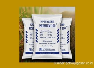 Manfaat dan Cara Aplikasi Pupuk Dolomit untuk Padi Sawah Manfaat pupuk dolomit menyuburkan tanah.
