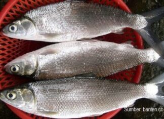 Tahapan Budidaya Ikan Bandeng Sampai Panen Ukuran Konsumsi Tahapan budidaya bandeng dimulai dari pendederan, penggelondongan, pembesaran sampai panen bandeng ukuran konsumsi 3 – 4 ekor per kilogram.