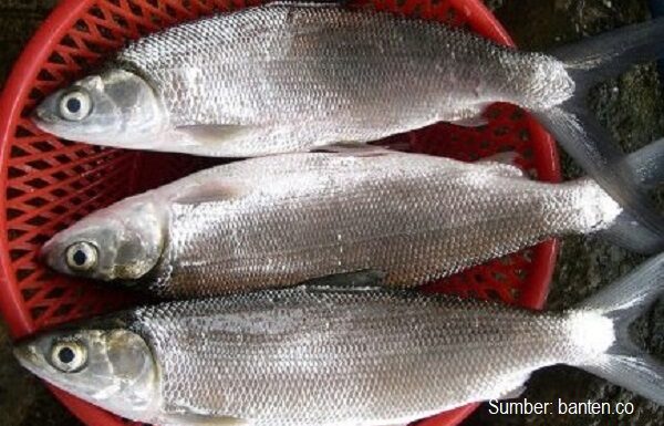 Tahapan Budidaya Ikan Bandeng Sampai Panen Ukuran Konsumsi Tahapan budidaya bandeng dimulai dari pendederan, penggelondongan, pembesaran sampai panen bandeng ukuran konsumsi 3 – 4 ekor per kilogram.