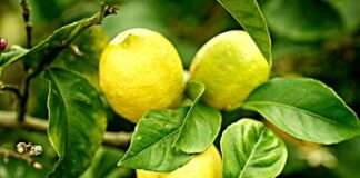Masker Lemon Menjaga Wajah Anda Selalu Kinclong Jeruk lemon dapat menjaga kesehatan wajah sehingga selalu terlihat cantik.
